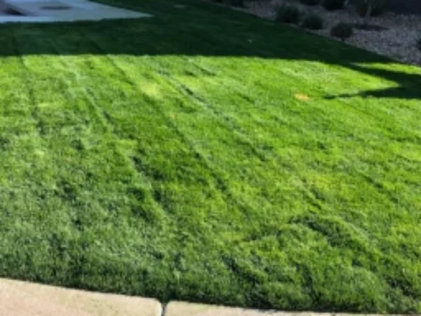 Dumbfriends install turf